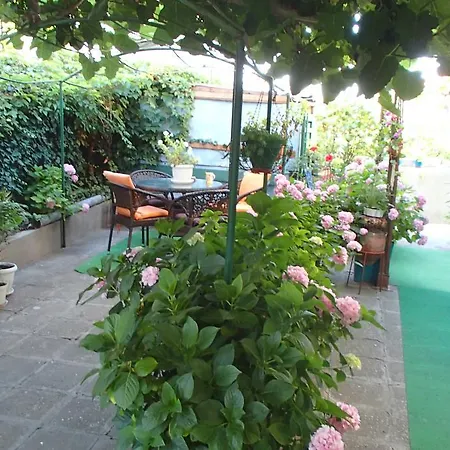 Palazova *